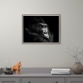 Quadro Moldura Fotográfica Animais Gorila 30x40cm Unika 0026 Promoção