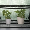 Estufa para plantas de varanda com 2 prateleiras e capa protetora Lomea Catálogo
