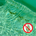 Poolmaster 1 lt algicida de dupla ação para tratamento de água de piscina Oferta