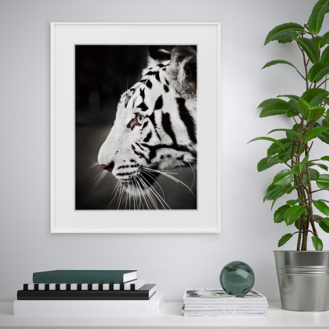 Pintura impressão fotografia preto e branco tigre animais 40x50cm Variety Harimau