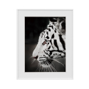 Quadro Pintura Imagem Fotografia Preto e Branco Tigre Animais 40x50cm Variety Harimau Venda