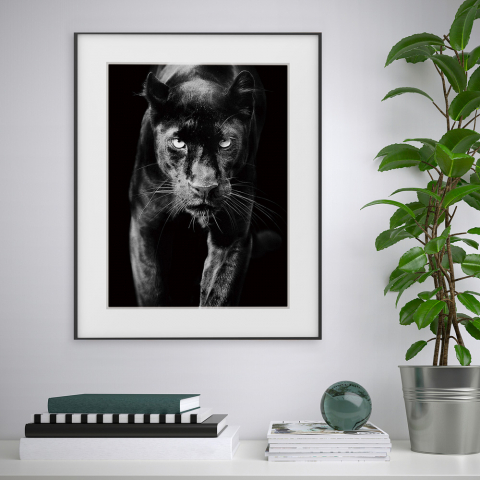 Impressão quadro preto e branco fotografia animais pantera 40x50cm Variety Pardus