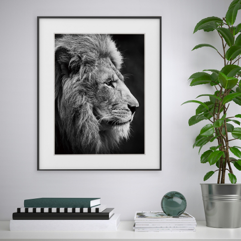 Impressão fotografia pintura preto e branco leão animais 40x50cm Variety Aslan