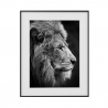 Quadro Impressão Fotografia Pintura Preto e Branco Animais Leão 40x50cm Variety Aslan Venda