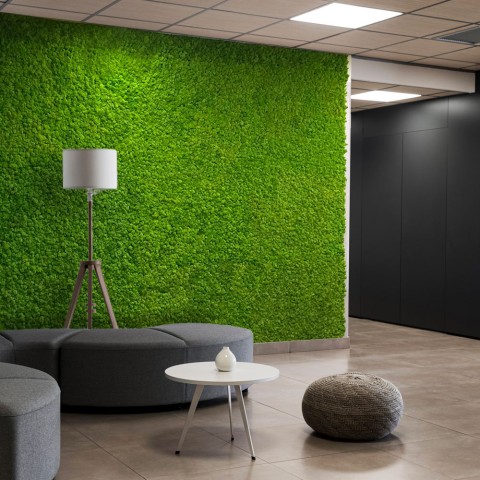 Fotos de plantas estabilizadas 4 60x40cm painéis GreenBox Kit Lichene
