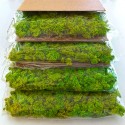 Painéis Vegetais Estabilizados 4 Painéis 60x40cm GreenBox Kit Lichene Modelo