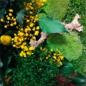 Imagens de Plantas de Jardim Flores Musgo Estabilizado ForestMoss Daphne Custo