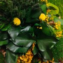 Imagens de Plantas de Jardim Flores Musgo Estabilizado ForestMoss Daphne 