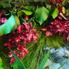 Imagens de Plantas Musgo Estabilizado Flores Verdes Jardim ForestMoss Demetra Compra